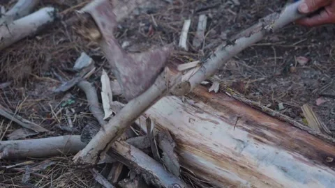 Splitting Wood- Close-Up of Logs Breaking Stock Footage 287644899