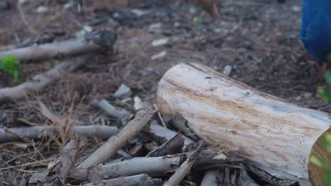 Splitting Wood- Close-Up of Logs Breaking Stock Footage 287644937
