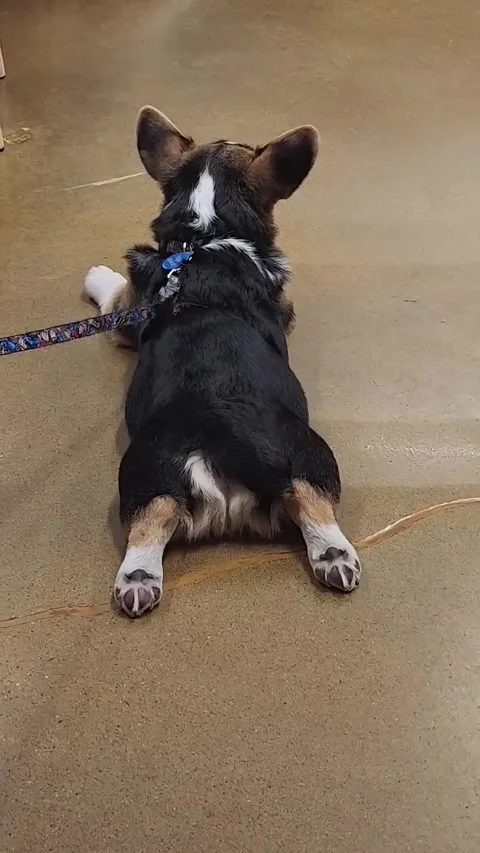 Splooting Corgi's Intermittent Tail Wag, Layton, Utah, USA - 28 Feb 2026 스톡 동영상 332661090