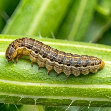 Spodoptera-exigua Stock Photos