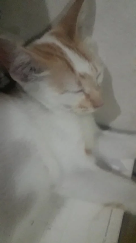 Spoiled bob kitten Stock Footage 213947627