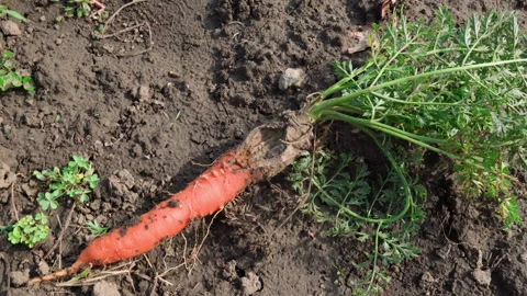 Spoiled carrots with defect, lying on ground in garden. Stock Footage 212393539