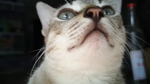 Spoiled cat expression 스톡 동영상 231982298