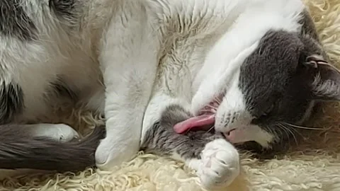 Spoiled cat Stock Footage 218513066