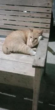 Spoiled cat Foto stock