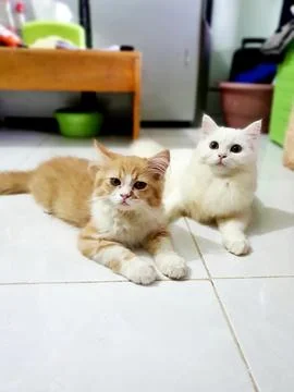 Spoiled cat 写真素材