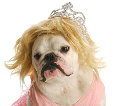 Spoiled dog Stock Photos