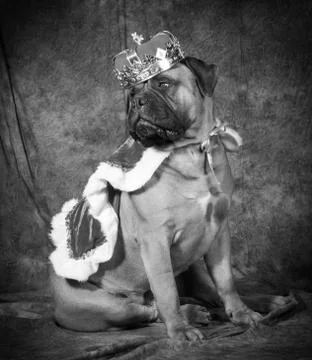 Spoiled dog Stock Photos