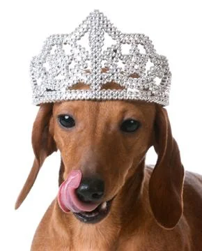 Spoiled dog Stock Photos