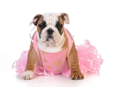 Spoiled dog Stock Photos