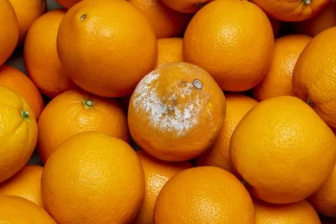 Spoiled fruit Stock Photos