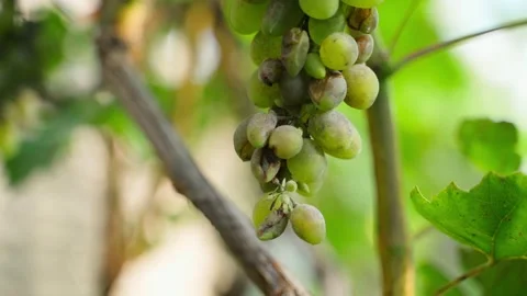 Spoiled grapes in a vineyard close-up on a blurred background Stock Footage 318865186
