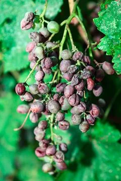 Spoiled grapes in the vineyard Stock Photos