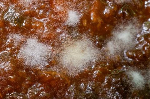 Spoiled jam covered with mold Stock Photos
