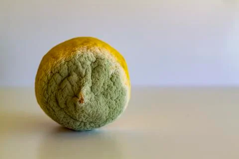 Spoiled lemon with mold Stock Photos