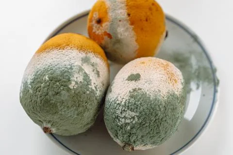 Spoiled lemons with mold Stock Photos