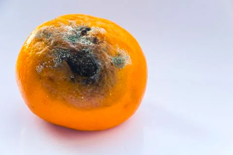 Spoiled mandarin with a mold on a white background. Citrus Fruit is rotten. C Stock Photos