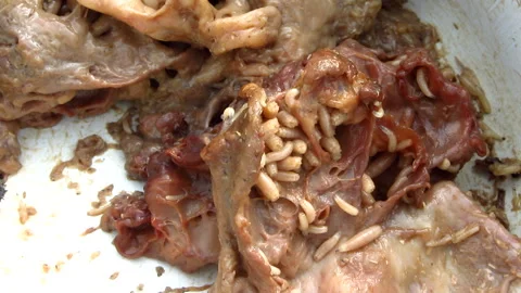Spoiled meat is teeming with maggots Stock Footage 133023894