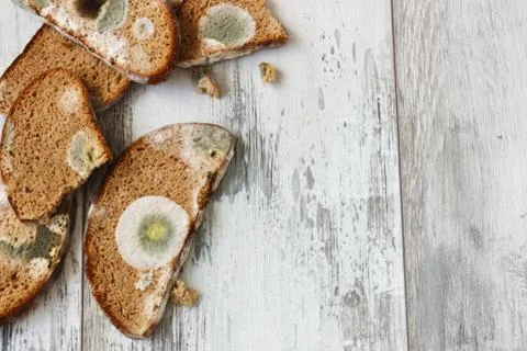 Spoiled moldy bread Stock Photos