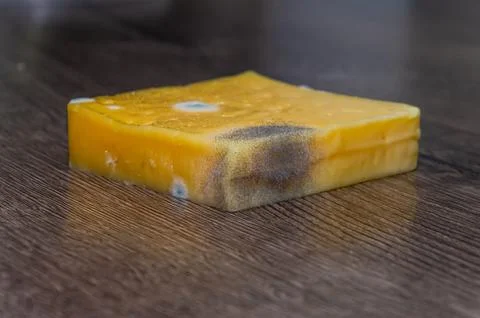 Spoiled moldy cheese on the table Stock Photos