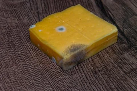 Spoiled moldy cheese on the table Stock Photos