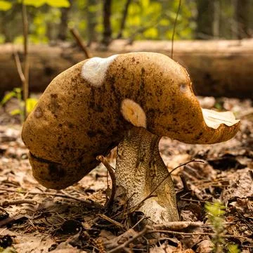 Spoiled mushroom Stock Photos