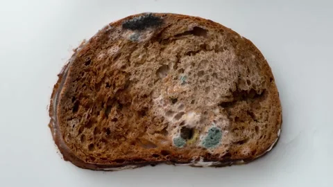 Spoiled old moldy slice of bread with mould on surface. Timelapse video of growi Stock Footage 173462564