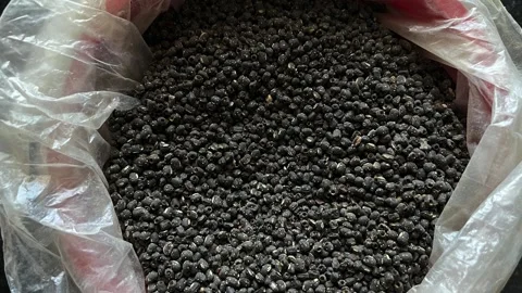 Spoiled or old whole black gram with visible dust and signs of decay 動画素材 328441253