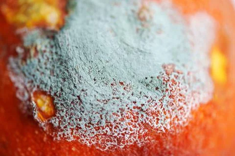 Spoiled orange fruit representing global food waste issue Stock Photos