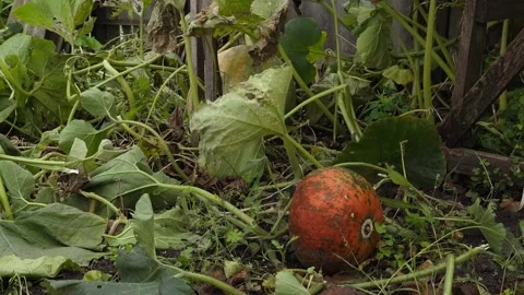 Spoiled orange pumpkin in the grass line on the ground. Stock Footage 166174931