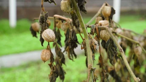Spoiled Physalis crop, close-up. Physalis froze Stock Footage 323373906