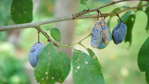 Spoiled plums hang on a tree Stock Footage 115243045