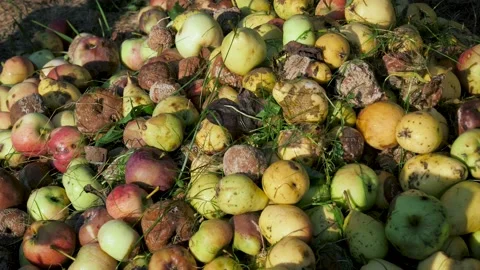 Spoiled Rotten Apples Pears In Garden In Summer Pour It Out On Compost Pit Stock-Footage 233680586