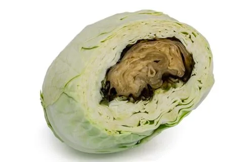 Spoiled rotten cabbage, isolated on white background Stock Photos
