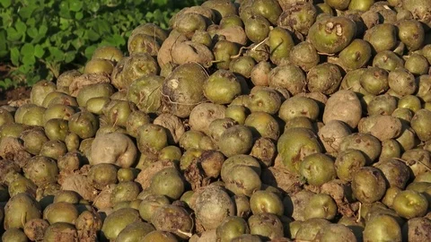 Spoiled rotten potato. Crop failure, bad harvest concept Stock Footage 79204550