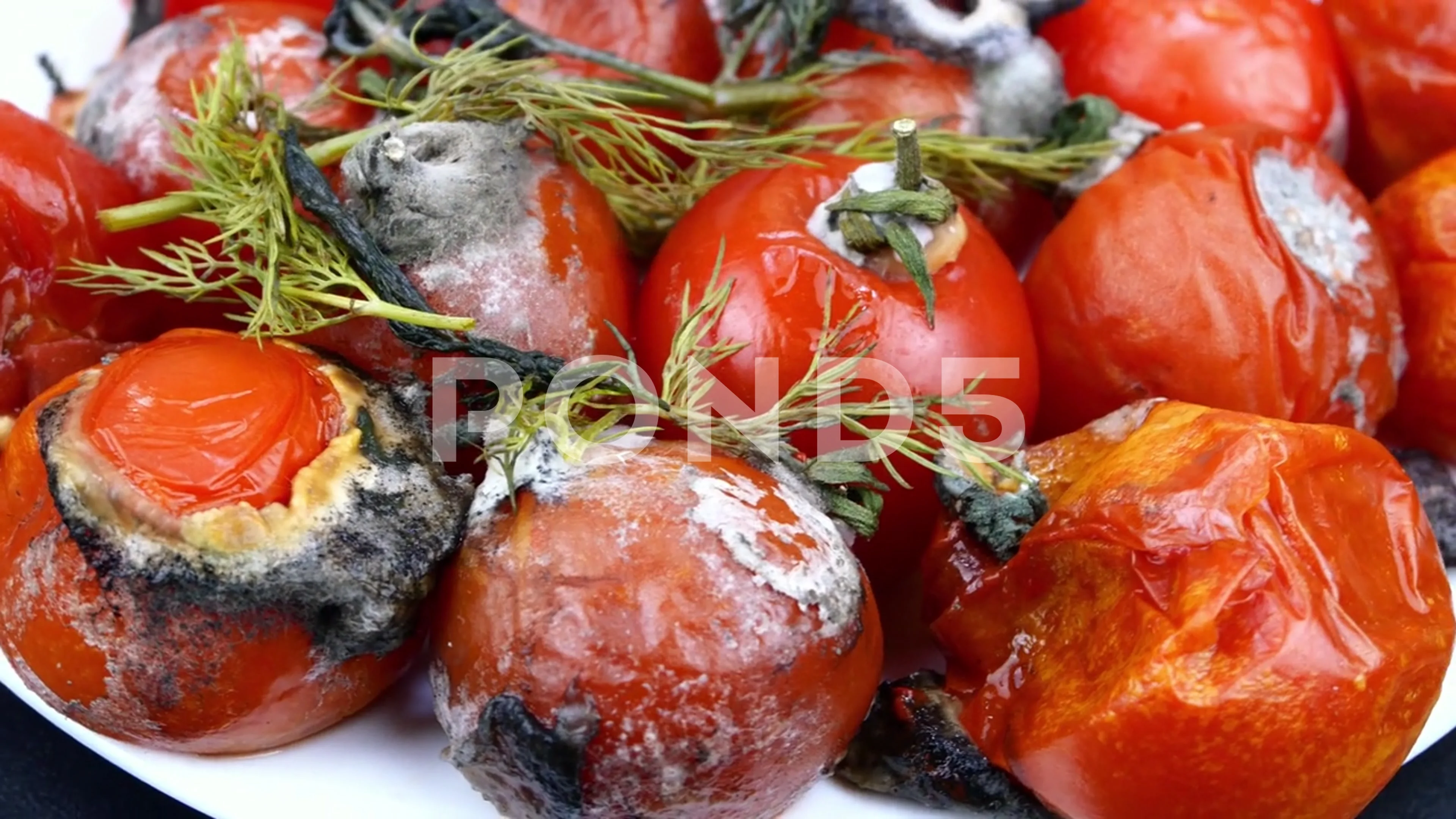 Premium Photo  Spoiled rotten tomatoes rot mold on vegetables pile organic  bio waste food loss and food waste