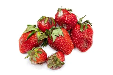 Spoiled strawberries Stock Photos