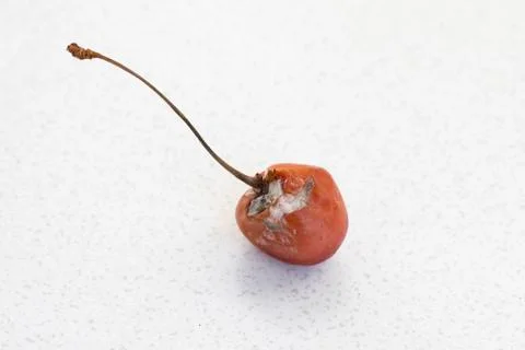 Spoiled sweet cherry on white table background. Rotten, moldy fruits Stock Photos