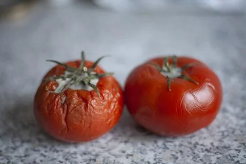 Spoiled tomatoes. Stock Photos