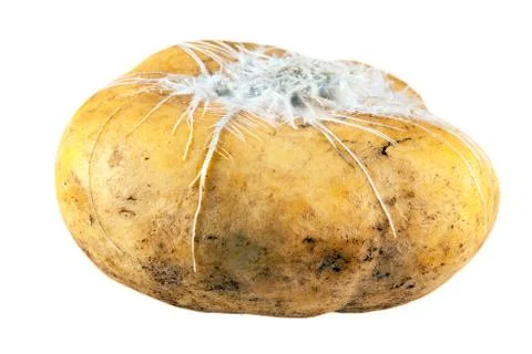 Spoiled turnip Stock Photos