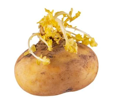Spoiled turnip Stock Photos