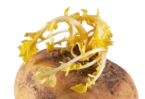 Spoiled turnip Stock Photos