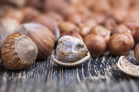 Spoiled walnut with mold, closeup Stock Photos