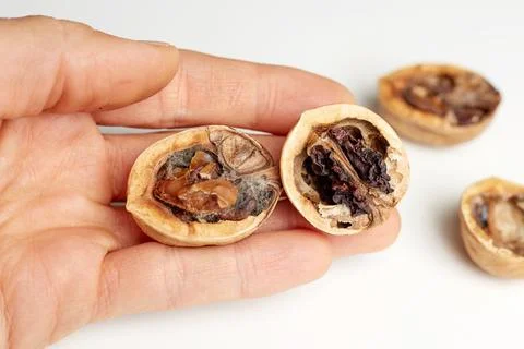 A spoiled walnut in your hand on a white background is dangerous for your hea Stock Photos