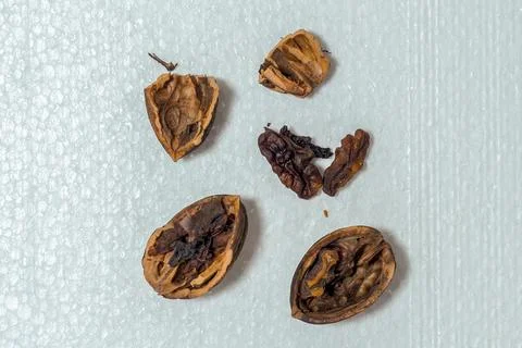 Spoiled Walnuts and Shells on White Background  Concept of Rotten Food Stock Photos