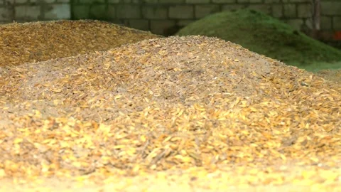 Spoiled wheat grain is stored in a warehouse. Stock-Footage 290065892
