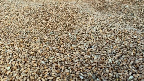 Spoiled wheat. Rotten grain stood in the moisture. Wheat background Stock Footage 257433662