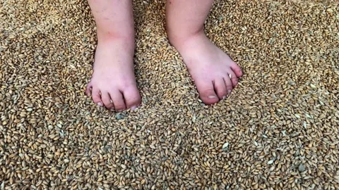 Spoiled wheat. Rotten grain stood in the moisture. Wheat background Stockbeeldmateriaal 257433875