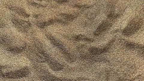 Spoiled wheat. Rotten grain stood in the moisture. Wheat background Stock Footage 257433877