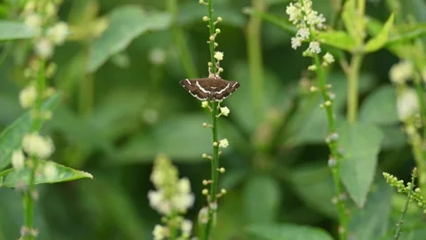 Spoladea recurvalis. Stock Footage 315229912